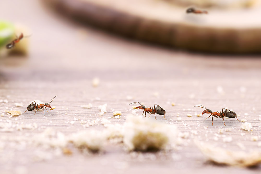 Ants